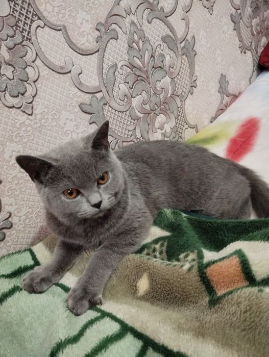 Продается кошка Скоттиш страйт