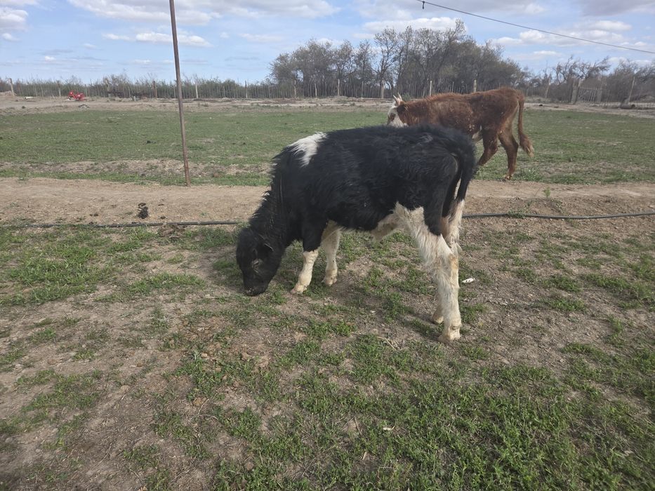 Баспақ сатылады екі 1,5 жасар еркек