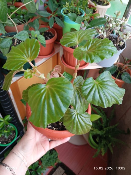 Продам цветы комнатные