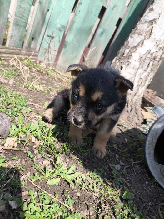 Милашки в дар. Доставлю!