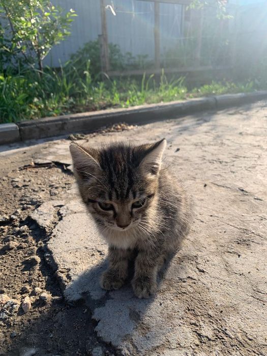 отдам в добрые руки