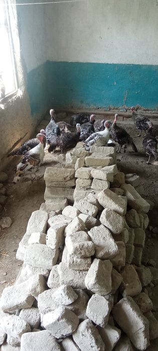 Makiyon kurkalar sotiladi