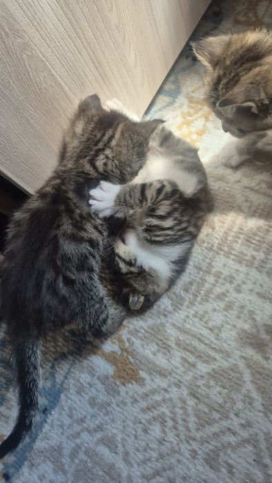 Отдам котят бесплатно