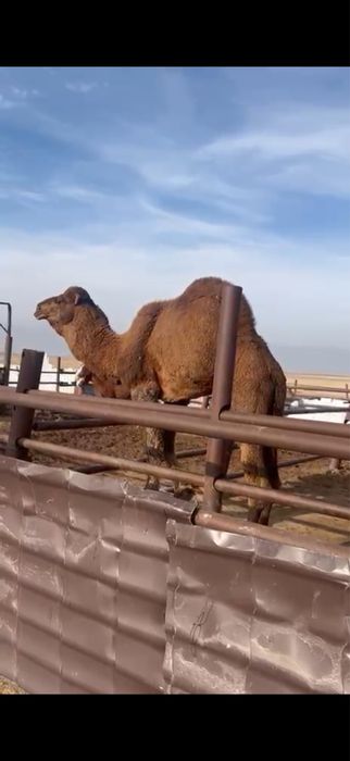 Улек сатылады Ару Ана