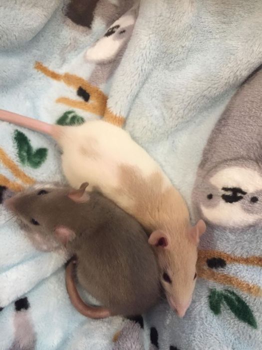 Vand sobolani de companie