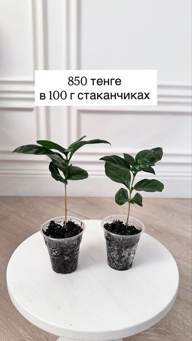 Кофейное дерево комнатное (сорт арабика)
