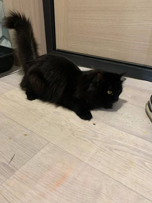 Отдам хорошего котика