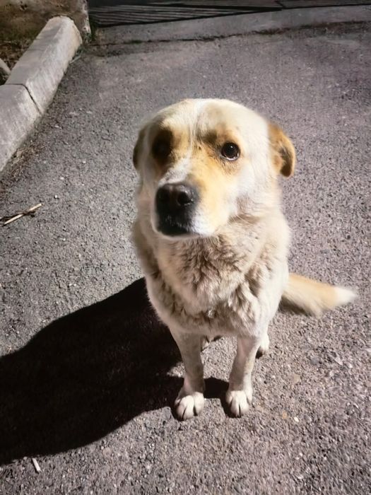 Собачки в добрые руки!