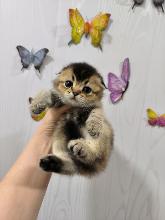 Продаются котята