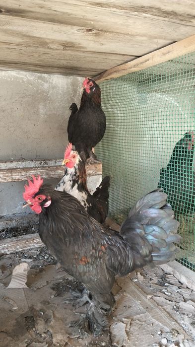 Японский тауық қораз