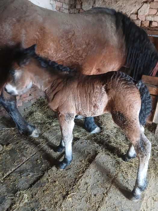 Vand iapa de 4 ani cu mânz mai multe detalii in privat