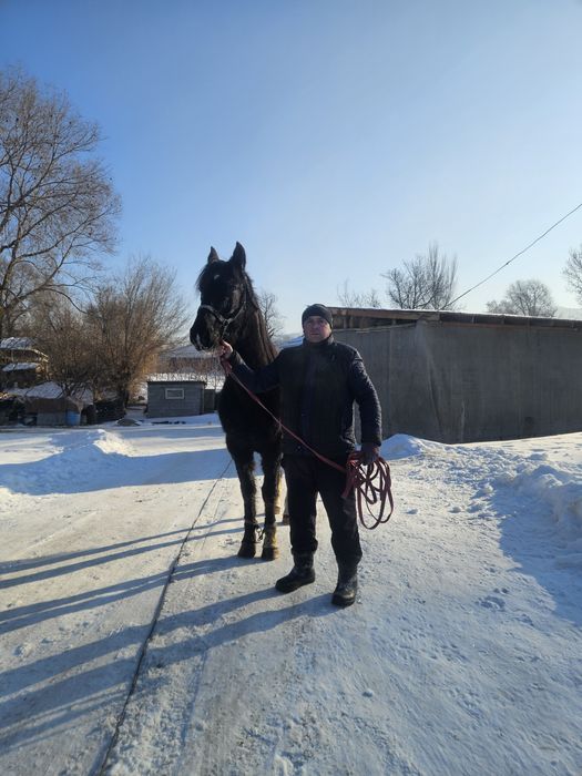 Продам коня 6 лет