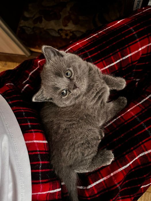 Продам британскую кошечку