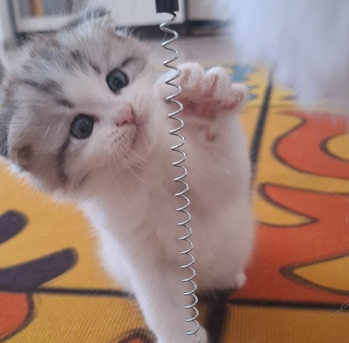 Отдам котят у хорошие руки
