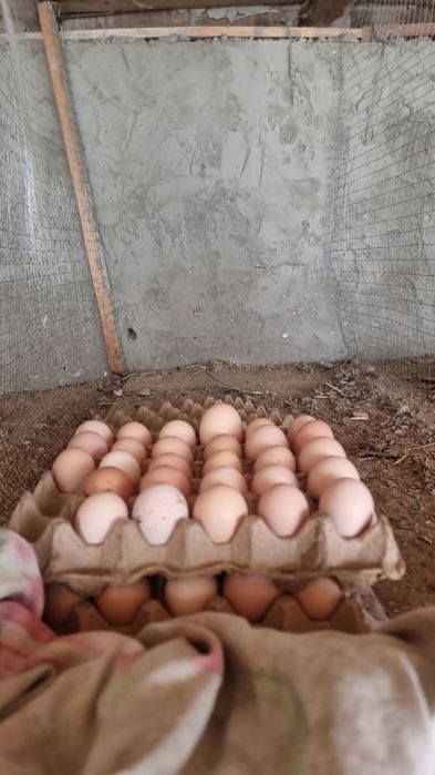 Damashni qora tovuq tuxum