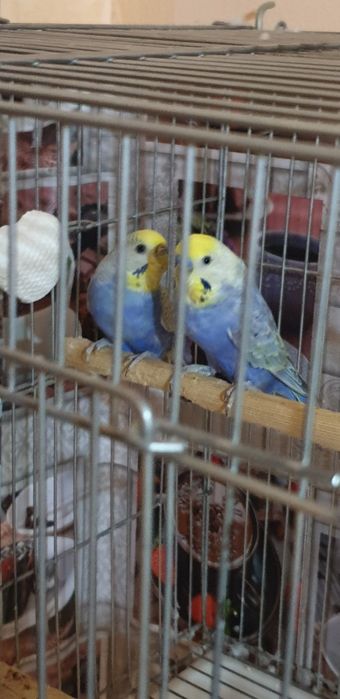 Papugay juft bola chiqargan