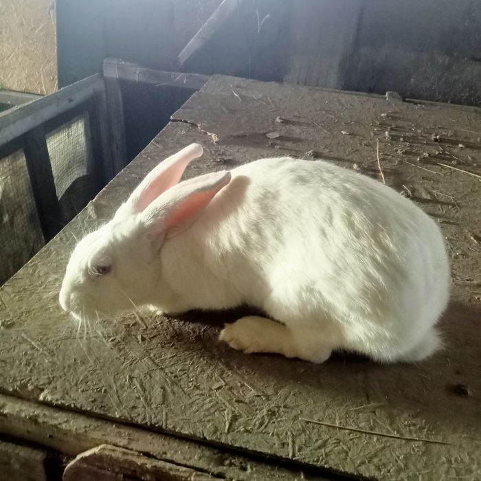 Кролики великаны