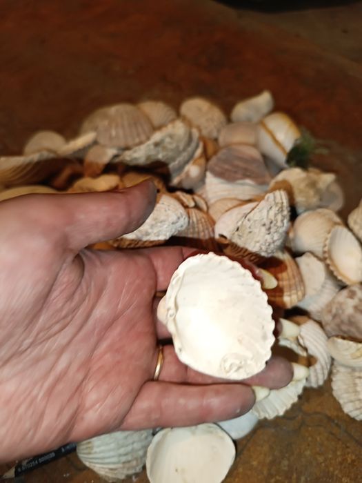 Продам натуральные ракушки с Испании