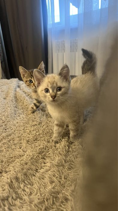 Котики отдам даром