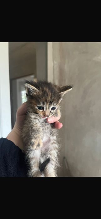 Отдам котят в хорошие руки