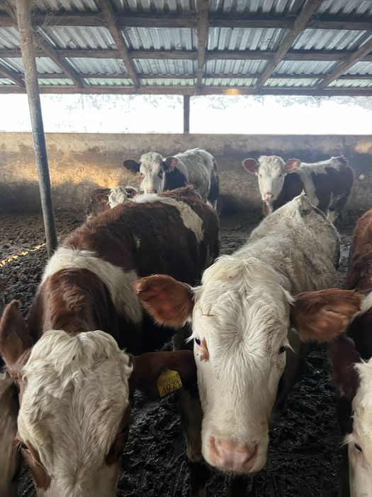 Vaci de vanzare mures