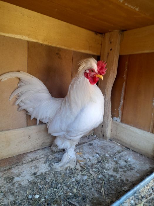 Продам японский петух бентамка карликовые. Қораз