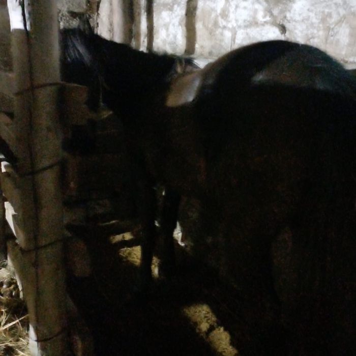 Сатам жылкы 3 бас