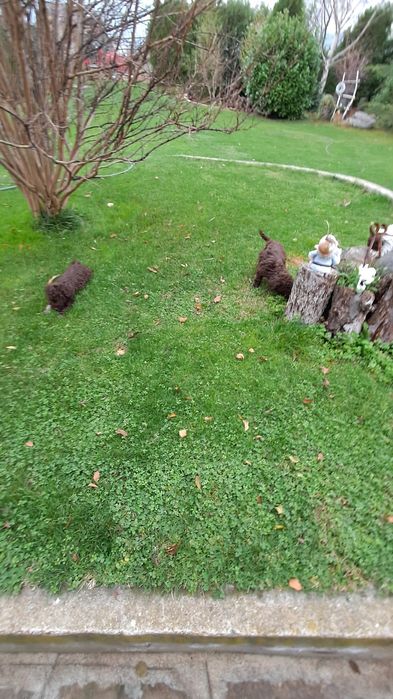 Лагото Романьоло