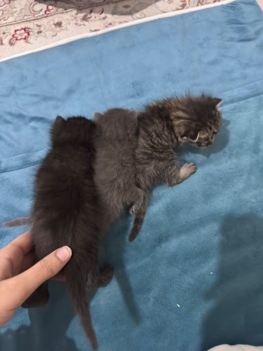 Отдам маленьких котят в добрые руки