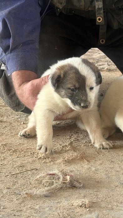 Отдам очаровательных щенят