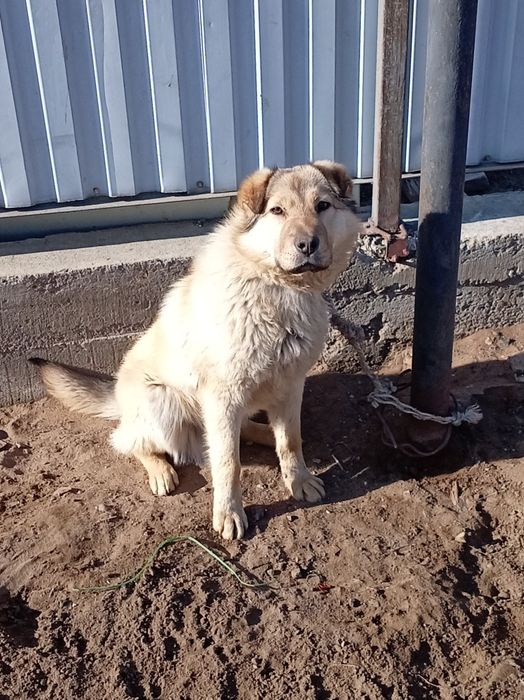 Собака алабай тұқым