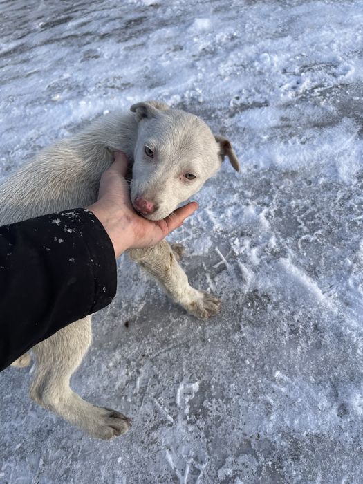 Отдам щенка в добрые руки