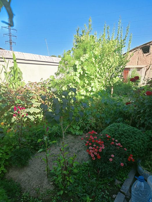 Uchastka 6,5 sotoxli