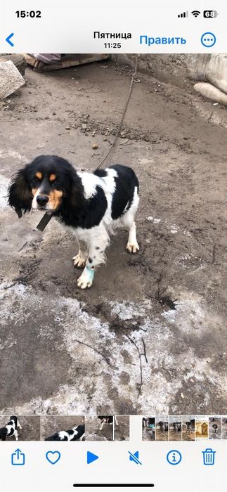 Продам собаку русский спаньер