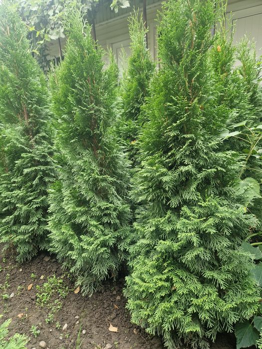 Туя западная Смарагд