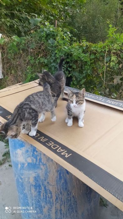 Отдам даром котëнки