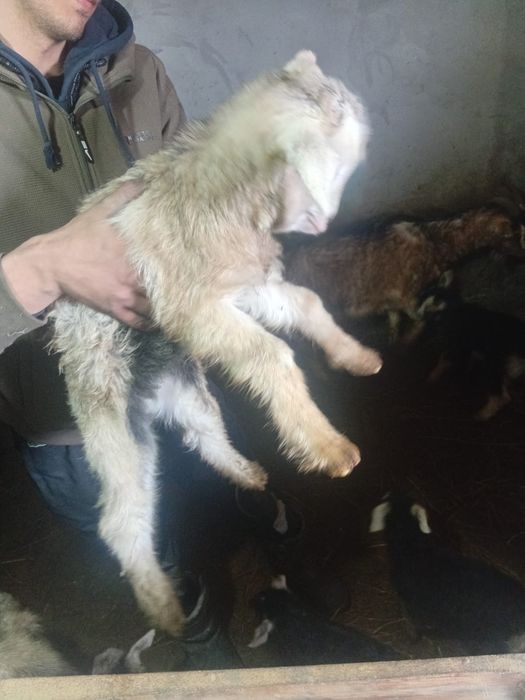 Теке, ешкі, лақ, козел, коза