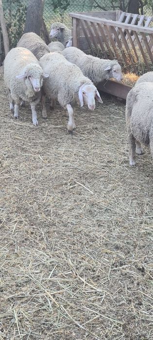 Vând miei crescuți acasa,pe stabulatie