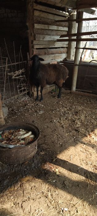 Срочно сатыладыыы