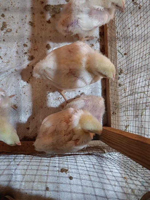 Broller 3.6.0.0.0 dan boshlab 400-500gram