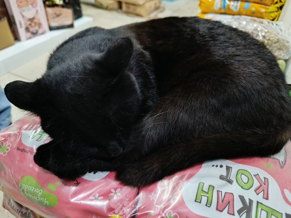 Ищет дом угольный джентльмен