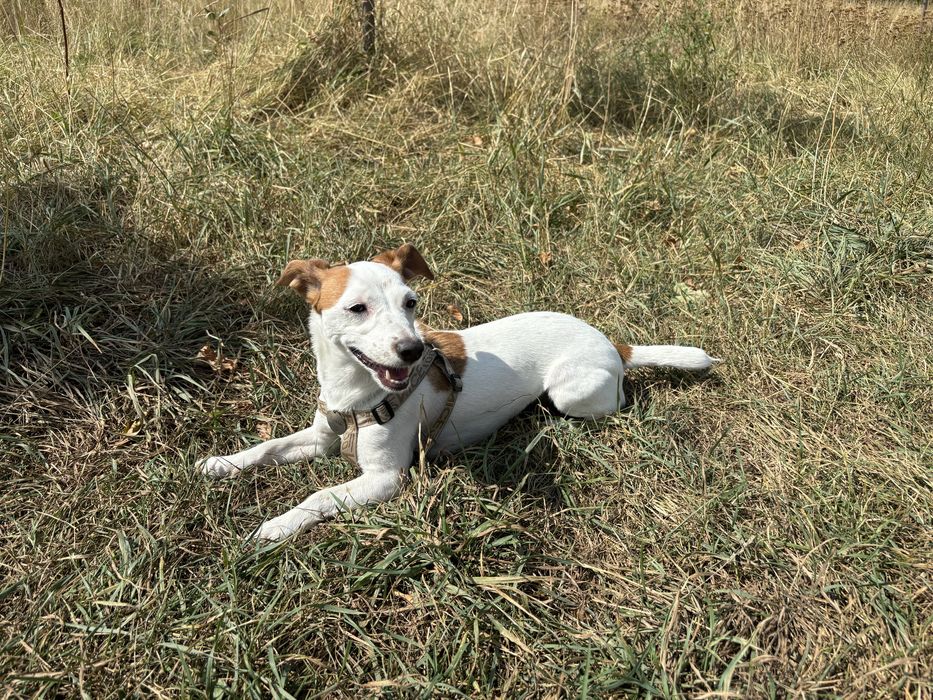 Джек рассел (девочка, стерильна)