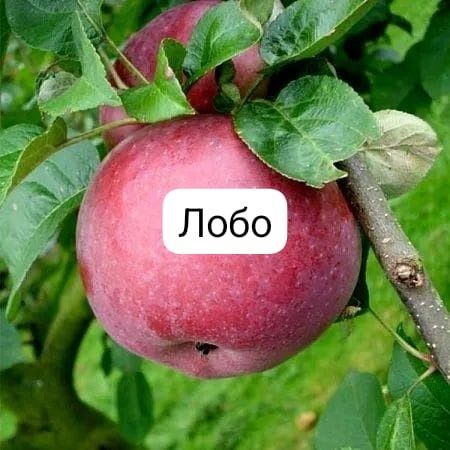 Саженцы яблони крупноплодной