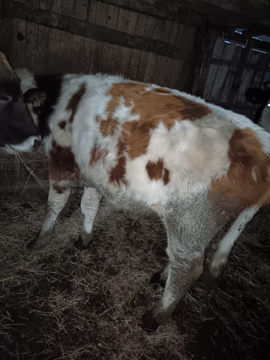 2 tauri unul baltat iar celalalt august iar viteau tot angus