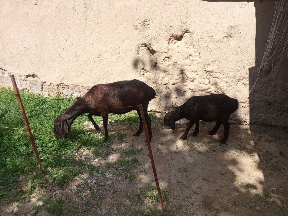 Ona bola qoy sotiladi
