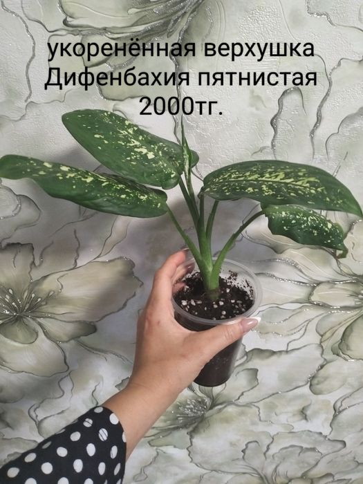 Продам комнатные цветы