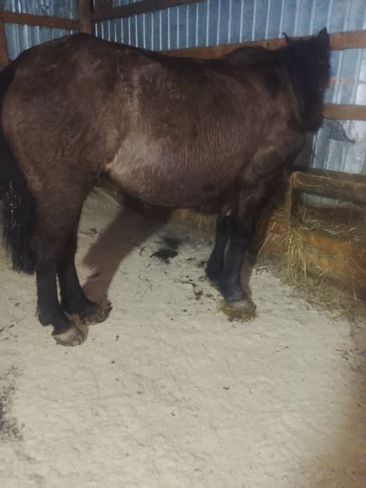 Vând mânz și iapă