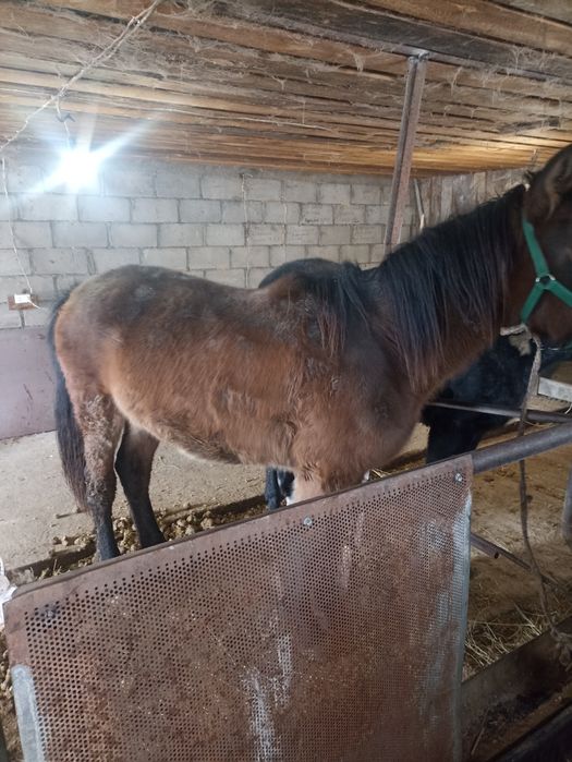 Продам лошадей ...