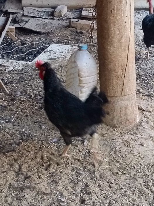 Хорозла сотилади урганч