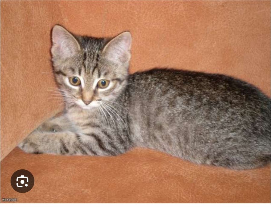 Котенок девочка 3мес